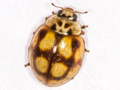 Adalia decempunctata
